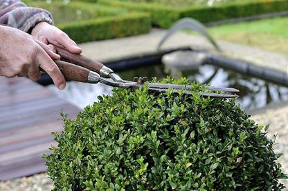 Winter Gem Boxwood | 1 Live 4 Inch Pot | Buxus Microphylla Japonica | Fast Growing Cold Hardy Formal Evergreen Shrub