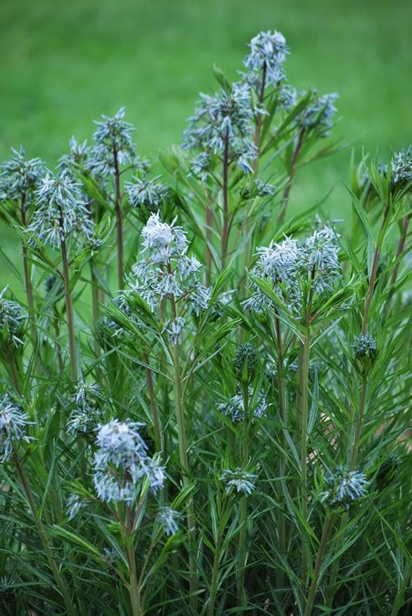 Perennial Farm Amsonia Hubrichtii – LLive Threadleaf Bluestar Perennial Plant, Size #1 Container, Soft Powder Blue Flowers with Fine Textured Foliage – Drought Tolerant, Fall Color Interest