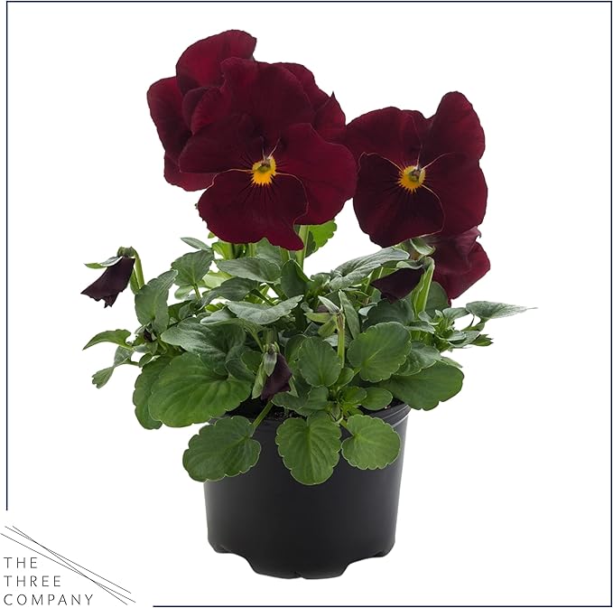 Live Healthy Flowering Pansies - Red Blotch (4 Plants Per Pack), Beautiful Fall Color, 6" Tall by 4" Wide in 1 Pint Square Pot