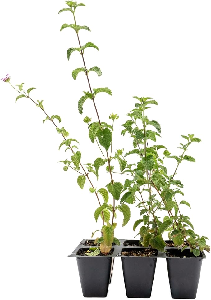 6 Lavender Lantana in 2.5” Nursery Cubes (Lantana montevidensis) | Evergreen Shrub for Hanging Baskets, Containers & Sunny Landscapes | Ready-to-Plant Live Starter Plants