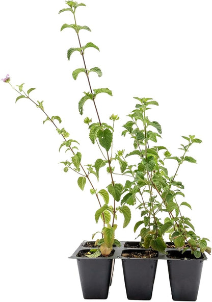 6 Lavender Lantana in 2.5” Nursery Cubes (Lantana montevidensis) | Evergreen Shrub for Hanging Baskets, Containers & Sunny Landscapes | Ready-to-Plant Live Starter Plants