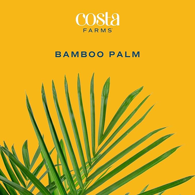 Costa Farms Bamboo Palm Live Plant in Decorative Pot, Air Purifying Large Indoor Houseplant, Perfect for Home, Room, or Office Decor, Great House Warming or Birthday Gift, 3-4 Feet Tall