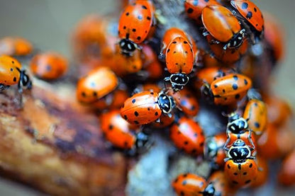 3,000 Live Ladybugs – Natural Aphid Control | Pre-Fed Hippodamia Convergens | Guaranteed Live Arrival