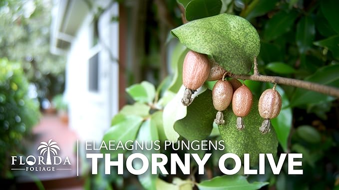 Elaeagnus Pungens I 40 Live Plants I Thorny Olive I Hardy Evergreen Shrub with Fragrant Blooms, Perfect for Hedges, Screening & Ornamental Garden Display