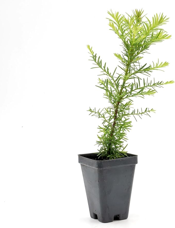 1 Coastal Redwood in 3.5” Nursery Cube (Sequoia sempervirens) | Majestic Evergreen Tree for Shade, Privacy & Wildlife Support | Ready-to-Plant Live Starter Plant