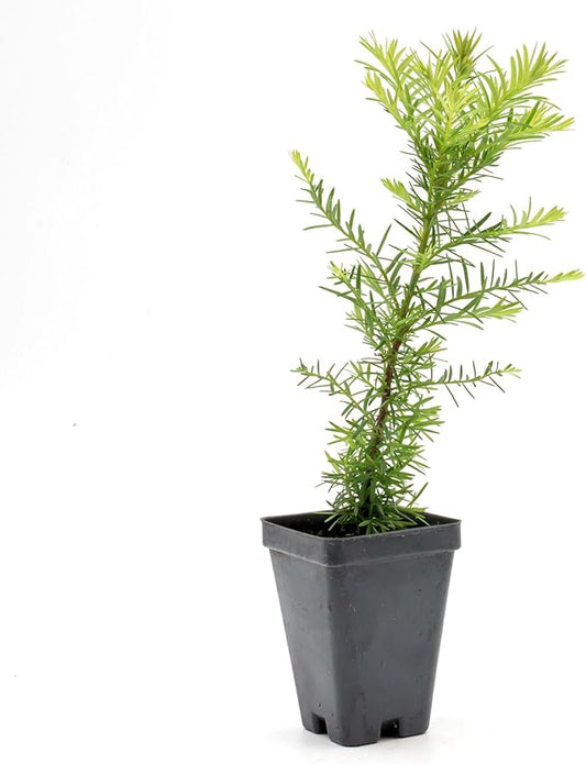 1 Coastal Redwood in 3.5” Nursery Cube (Sequoia sempervirens) | Majestic Evergreen Tree for Shade, Privacy & Wildlife Support | Ready-to-Plant Live Starter Plant