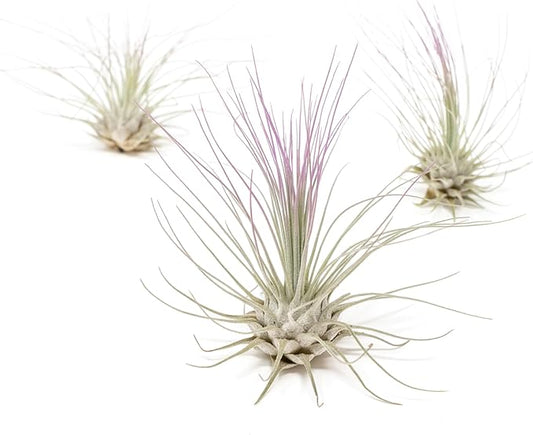 Lavender Colorful Tillandsia Air Plants - Long Lasting Color Enhanced Live Tillandsia Succulent House Plants - Home and Garden Decor - Easy Care Indoor and Outdoor Plants