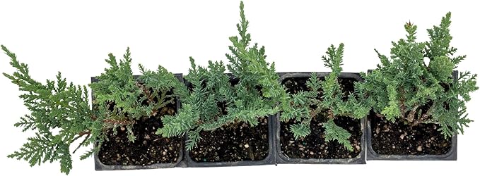 4 Tamarix Juniper in 3.5" Nursery Cubes | Juniperus Sabina ‘Tamariscifolia’ | Dense, Low-Maintenance Evergreen Shrub with Fine, Feathery Foliage | Ready-to-Plant Live Starters