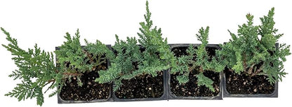 4 Tamarix Juniper in 3.5" Nursery Cubes | Juniperus Sabina ‘Tamariscifolia’ | Dense, Low-Maintenance Evergreen Shrub with Fine, Feathery Foliage | Ready-to-Plant Live Starters