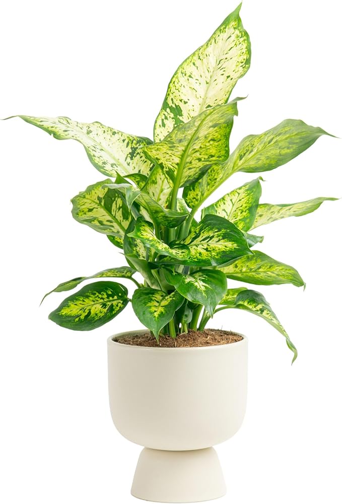 Costa Farms Dieffenbachia, Live Indoor Plant in Décor Plant Pot, Potted Houseplant in Potting Soil Mix, Real Plants Gift for Mom, Dad, 12-14 Inches Tall