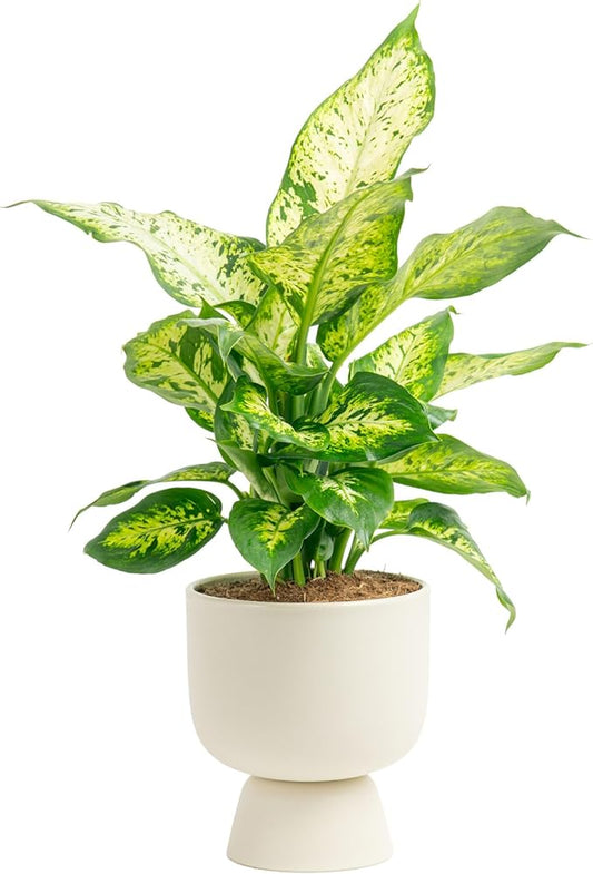 Costa Farms Dieffenbachia, Live Indoor Plant in Décor Plant Pot, Potted Houseplant in Potting Soil Mix, Real Plants Gift for Mom, Dad, 12-14 Inches Tall