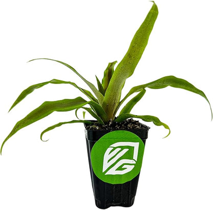 Sugarloaf Pineapple (Kona Sugarloaf) Live Plant - Ananas Comosus - Wellspring Gardens Starter Plant - Ideal Pineapple Plant Live Easy to Grow Starter Plant Great for Outdoor and Patio Planting