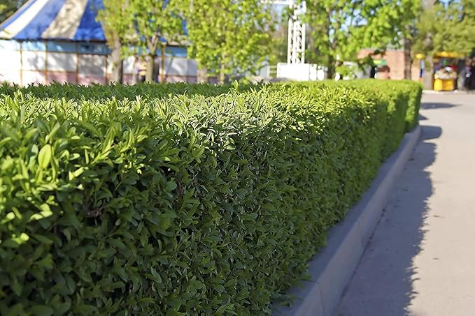 Winter Gem Boxwood | 5 Live 4 Inch Pots | Buxus Microphylla Japonica | Fast Growing Cold Hardy Formal Evergreen Shrub