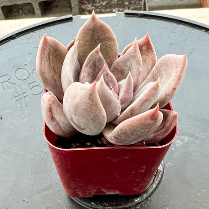 Sprout N Green Echeveria Silver Queen, 1 Live Mini Succulent Plant Fully Rooted in 2 inch Starter Pot, Real House for Indoor Outdoor Home Office Wedding Decoration Party Favor