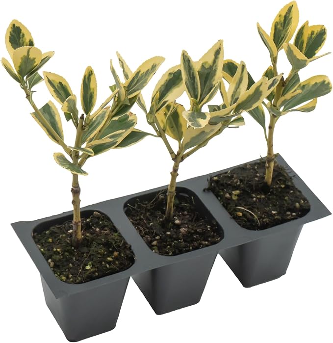 3 Silver King Euonymus, Live Plants – Euonymus Japonica – Hardy Variegated Evergreen Shrub in 2.5” Nursery Cubes – Low-Maintenance & Highly Adaptable for Landscaping