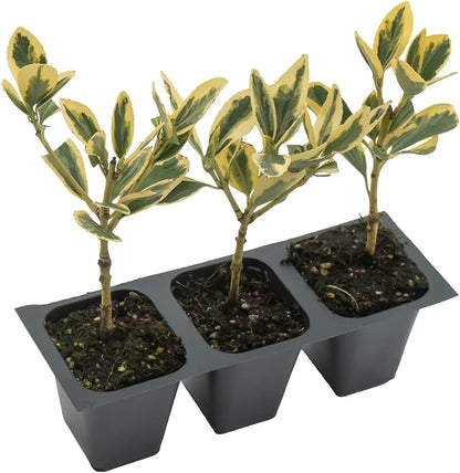 3 Silver King Euonymus, Live Plants – Euonymus Japonica – Hardy Variegated Evergreen Shrub in 2.5” Nursery Cubes – Low-Maintenance & Highly Adaptable for Landscaping