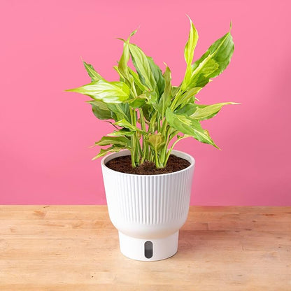 Costa Farms Aglaonema Spathonema, Rare Unique Live Indoor Plant in 6-Inch Self-Watering Houseplant Pot, Potting Soil, Trending Tropicals Collection, Room and Home Decor