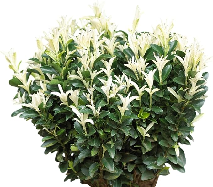 Easy to Grow Euonymus Paloma Blanca - 2 Potted Plants in Grower Pots, Low-Maintenance Shrub Hedge
