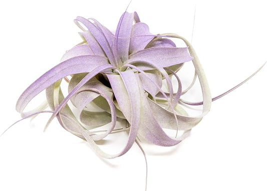 Purple Colorful Tillandsia Air Plants - Long Lasting Color Enhanced Live Tillandsia Succulent House Plants - Home and Garden Decor - Easy Care Indoor and Outdoor (Mini Xerographica, Pack of 3)