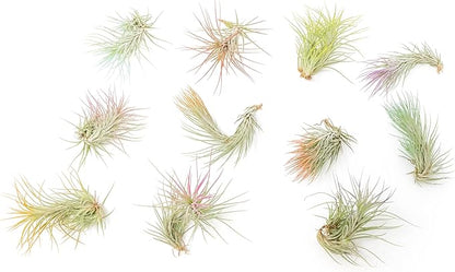 Purple Colorful Tillandsia Air Plants - Long Lasting Color Enhanced Live Tillandsia Succulent House Plants - Home and Garden Decor - Easy Care Indoor and Outdoor (Funckiana, Single)