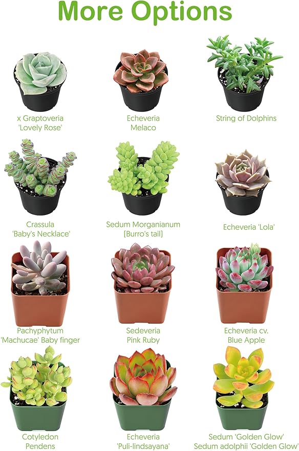 Live Succulent Plants Tradescantia Nanouk, Easy Care Potted Succulents, Approx 4" D x 4" H, Indoor Houseplant, Unique Gifts, Home Office Décor