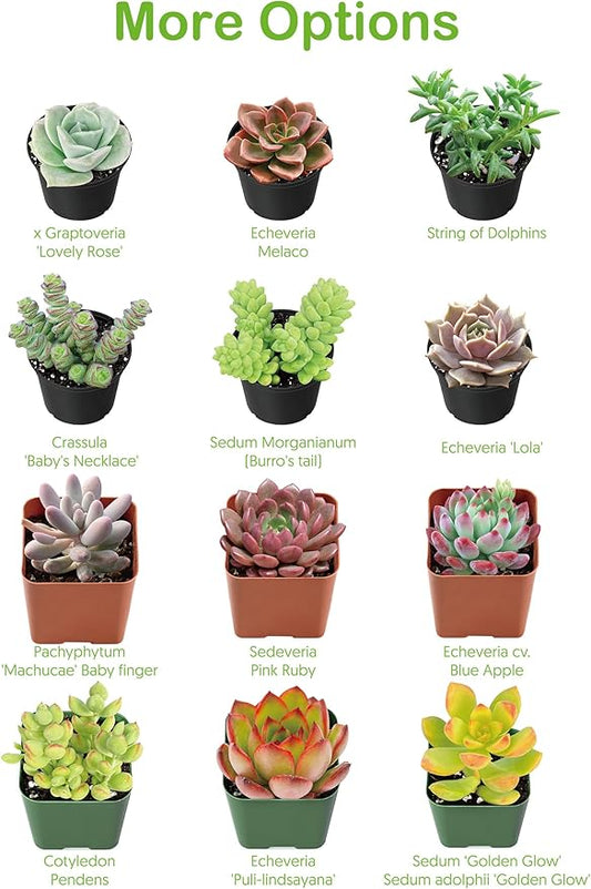 Live Succulent Ripple Jade, Approx 2-inch Large, Potted Succulents, Fully Rooted, Easy Care House Plants