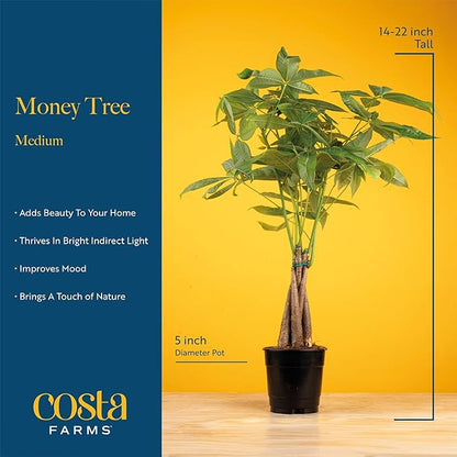 Costa Farms Money Tree Live Plant | 12-16 Inches Tall Bonsai | Easy to Grow Indoor Houseplant in 4-Inch Plant Pot | Home, Office, or Room Decor