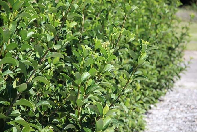 Sweet Viburnum | 12 Large 4 Inch Pots | Viburnum Odorotissimum | Live Plants | Fast Growing Privacy Hedge, Shrub, Privacy Screen