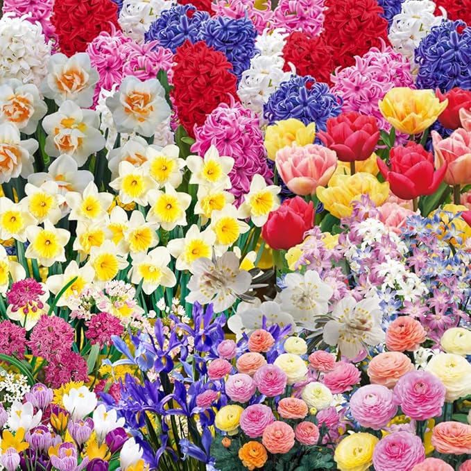 50 Mix Flowers Bulbs for Fall Planting, Perennial Flower Bulbs, Early Spring Flower to Plant Outside, 50 Days of Blooms, Colorful Blooms Groundcover Bulbs, Top Size, 5 Random Varieties