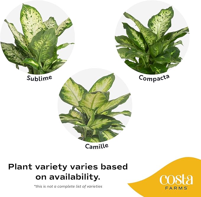 Costa Farms Dieffenbachia, Live Indoor Plant in Thank You Gift Wrap Planter, Potted Houseplant in Potting Soil Mix, Housewarming, Birthday Gift, 12-14 Inches Tall
