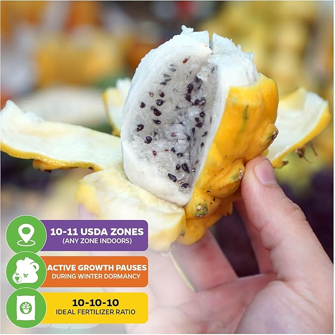 Yellow Dragon Fruit Cactus Live Plant - Selenicereus megalanthus - Wellspring Gardens Starter Plant - Perfect Addition for Home & Garden, Easy to Grow - Ideal for Fruit Plant Enthusiasts