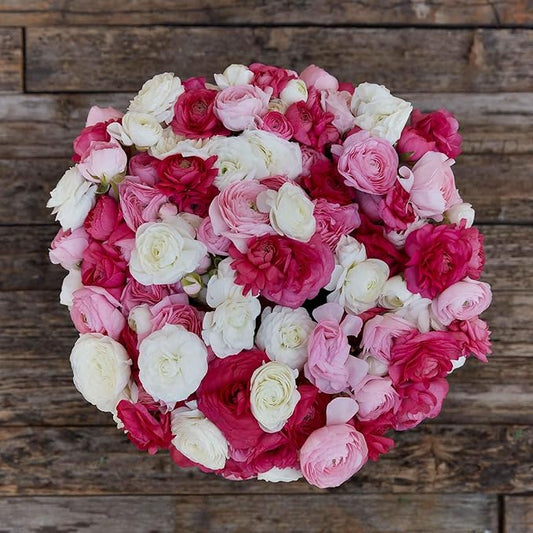 Eden Brothers Ranunculus Bulbs - Homecoming Mix