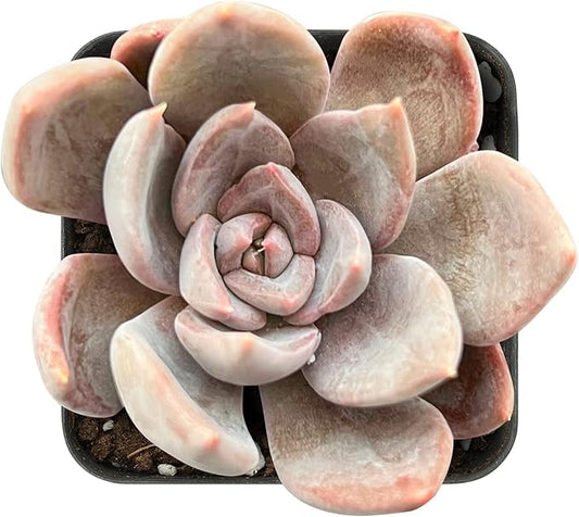Sprout N Green Echeveria Silver Queen, 1 Live Mini Succulent Plant Fully Rooted in 2 inch Starter Pot, Real House for Indoor Outdoor Home Office Wedding Decoration Party Favor