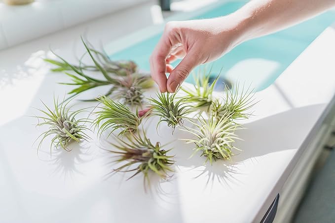 Tillandsia Caput Medusae Air Plants - Live Succulent House Plants - Available in Wholesale and Bulk - Home and Garden Decor - Easy Care Indoor/Outdoor Air Plant (Pack of 12)