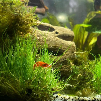 Dwarf Hairgrass Eleocharis Parvula Tissue Culture Vitro Grown Freshwater Aquarium Live Plant for Fish Tank Carpet Decoration