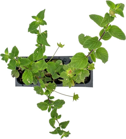 3 Lavender Lantana in 2.5” Nursery Cubes (Lantana montevidensis) | Evergreen Shrub for Hanging Baskets, Containers & Sunny Landscapes | Ready-to-Plant Live Starter Plants