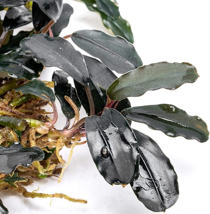 SubstrateSource Bucephalandra Deep Purple Live Aquarium Plant - Natural Freshwater Fish Tank Decorations and Aquatic Decor (Plant (10-15 Leaves))