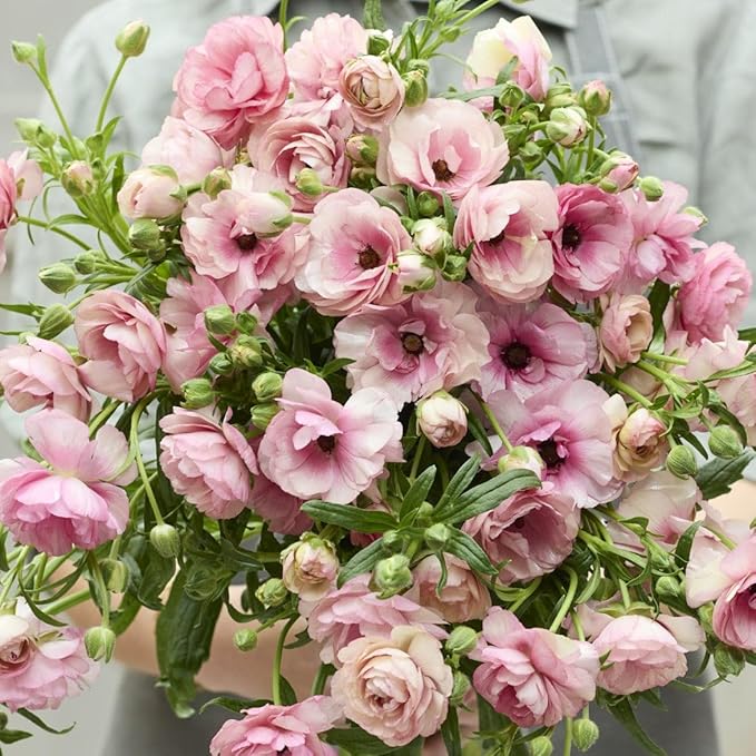 Eden Brothers Butterfly Ranunculus Bulbs - Hera®