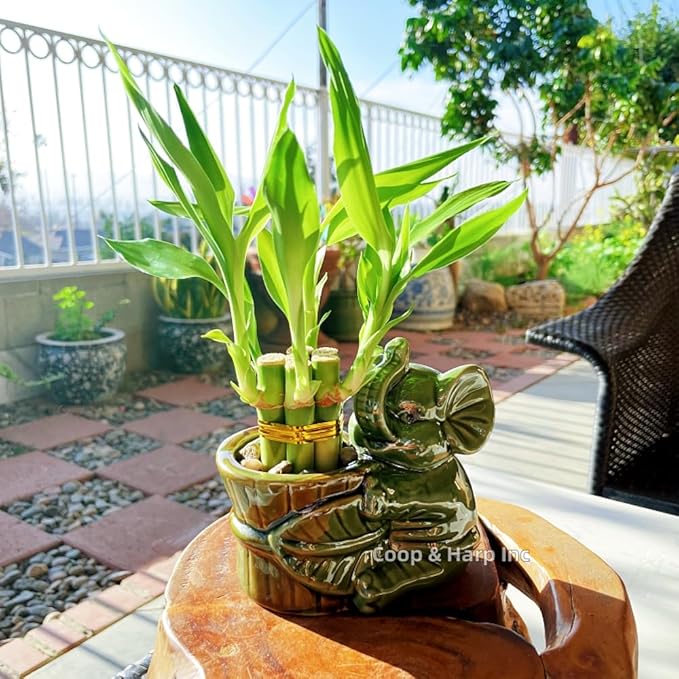 6-Stalk of 4" Small Lucky Bamboo Live Indoor Plant with Ceramic Vase, Live Indoor Lucky Bamboo for Home, Office and Gift (Elephant A)