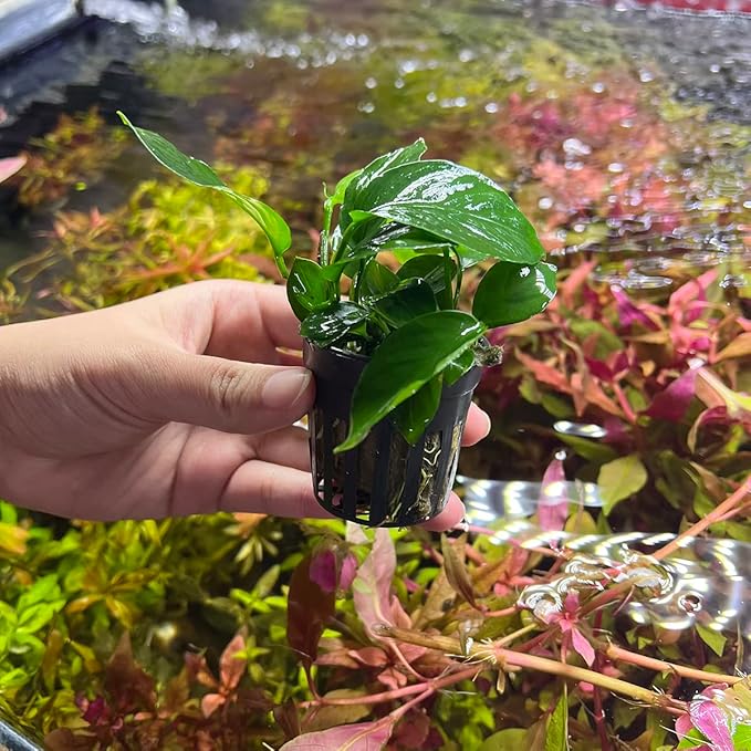 SubstrateSource Anubias Live Aquarium Plants - Potted Freshwater Plant for Fish Tanks, Terrariums - Beginner Friendly Low Light (Barteri Broad Leaf, 1 Pot)