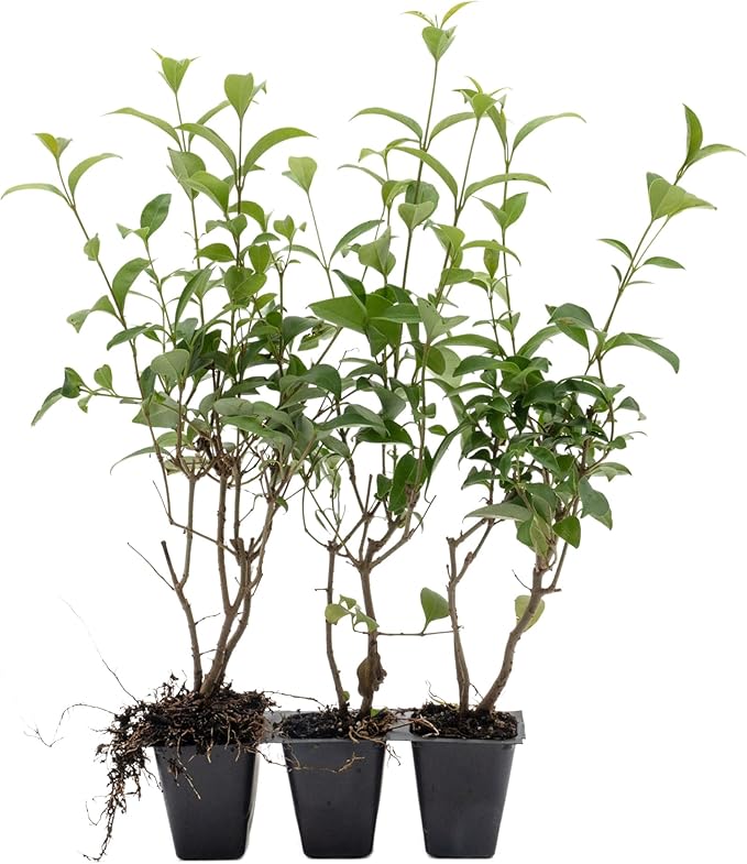 3 Japanese Privet in 2.5" Nursery Cubes | Ligustrum japonicum | Evergreen Shrub for Hedges, Screens & Borders | Ready-to-Plant & Easy-to-Grow Outdoor Live Starter Plants