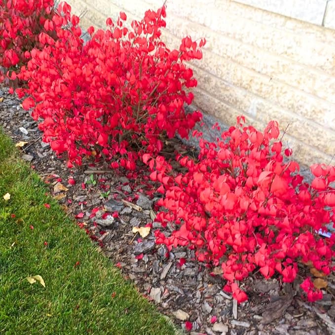 Burning Bush Shrub, Dwarf Burning Bush Live Plant in 4 Inch Pot, Red Shrub No Shipping to N.Y. CA, or MA, ME, VT, NH, NY