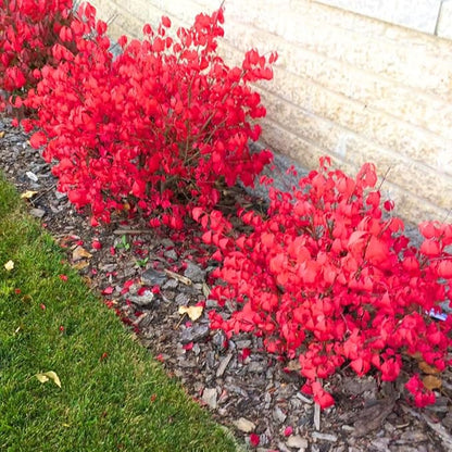 Burning Bush Shrub, Dwarf Burning Bush Live Plant in 4 Inch Pot, Red Shrub No Shipping to N.Y. CA, or MA, ME, VT, NH, NY