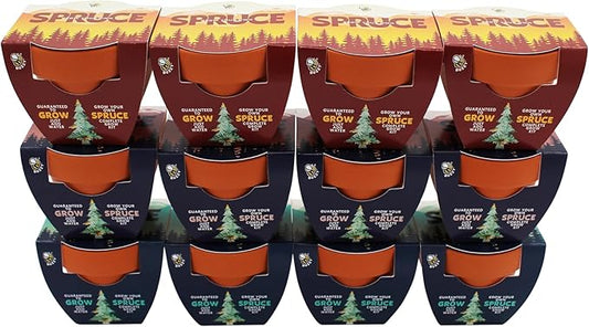 BUZZY Seeds Holiday Spruce Tree 12 Pack Mini Terracotta Grow Kits Includes All You Need to Sprout Evergreens, a Fun Stocking Stuffer, Party Favor or Corporate Gift