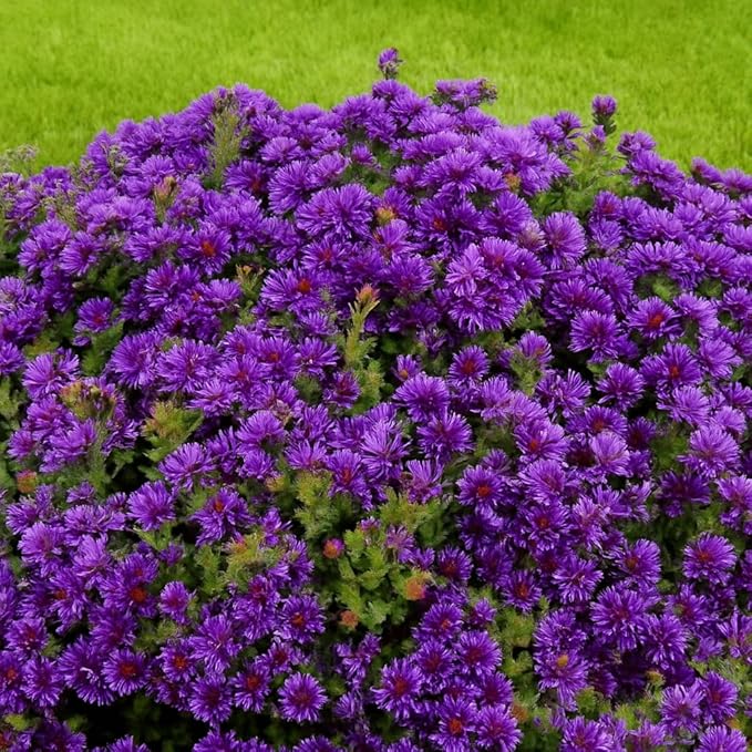 Perennial Farm Aster Novae-Angliae 'Grape Crush' (New England Aster) – Live Perennial in #1 Container, Deep Purple Blooms, Upright Habit, Pollinator Friendly, Great for Borders & Meadow Gardens