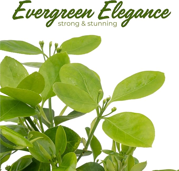 2 Live Manhattan Euonymus Plants (Euonymus Kiautschovicus ‘Manhattan’) – Evergreen Shrub for Hedges, Thriving in 2.5” Nursery Cubes