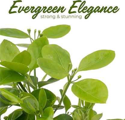 2 Live Manhattan Euonymus Plants (Euonymus Kiautschovicus ‘Manhattan’) – Evergreen Shrub for Hedges, Thriving in 2.5” Nursery Cubes