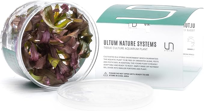 Ultum Nature Systems Echinodorus Red Diamond Tissue Culture Live Plant for Aquarium, Aquascape, Freshwater Fish Tanks - 100% Snail Free in Vitro