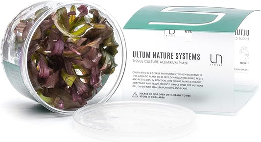 Ultum Nature Systems Echinodorus Red Diamond Tissue Culture Live Plant for Aquarium, Aquascape, Freshwater Fish Tanks - 100% Snail Free in Vitro