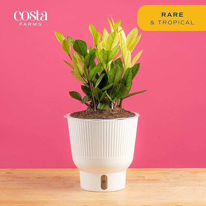 Costa Farms ZZ Chameleon Plant, Easy to Grow Live Indoor Houseplant in Garden Plant Pot, Home and Office Room Decor, Trending Tropicals Collection, 10-Inches Tall